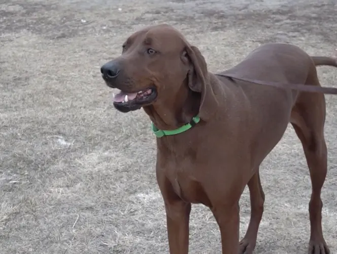 Red: The Pet of the Week