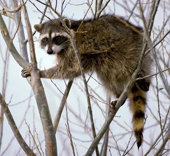 Raccoon falls through ceiling into packed LSU dining hall