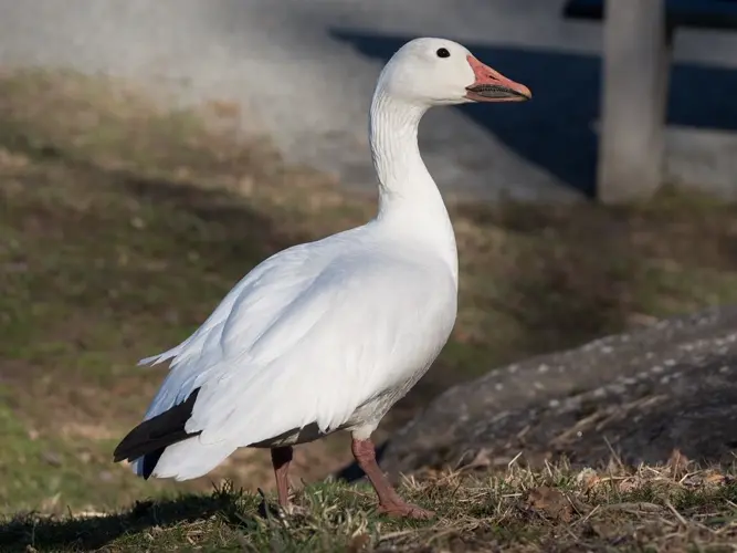 Officials investigate after 300 dead snow geese left on road