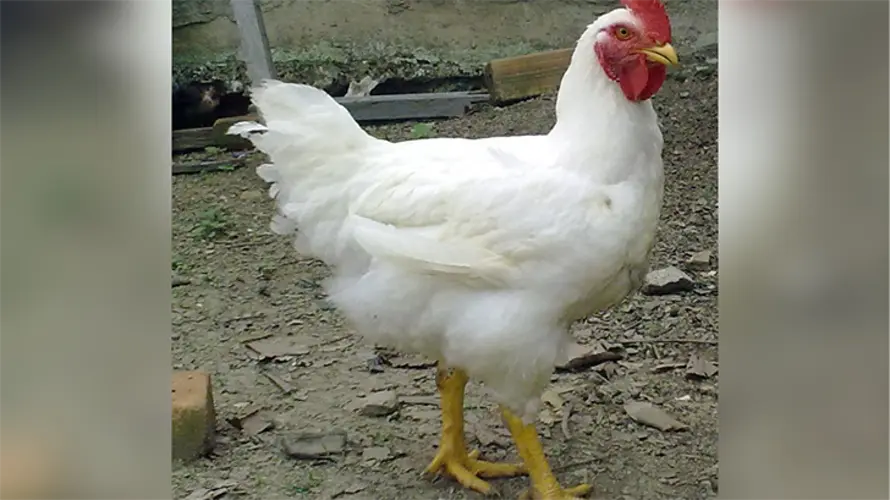 Bird flu detected in Holt County