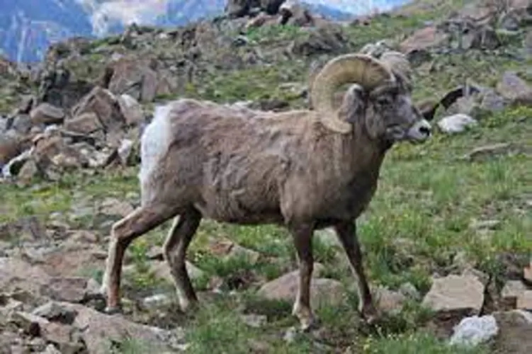 South Dakota proposal would increase bighorn sheep licenses