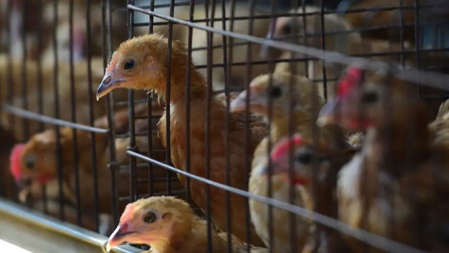 Nebraska reports 13th case of avian influenza in flock of 1.8M birds