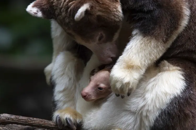 It’s a joey! Bronx Zoo announces birth of rare tree kangaroo