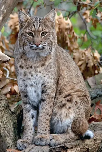 Bobcat enters home and attacks resident