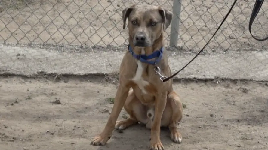 Titean: The Pet of the Week