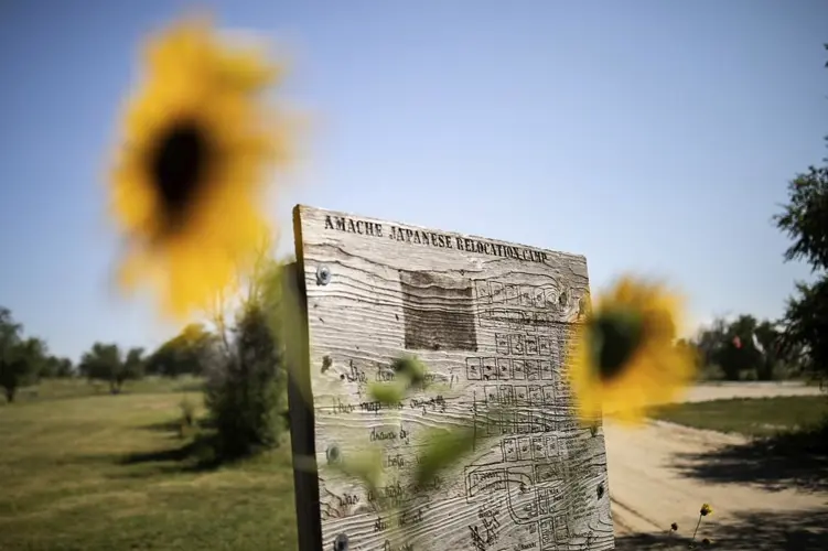 Roses from Colorado’s WWII internment camp may bloom again