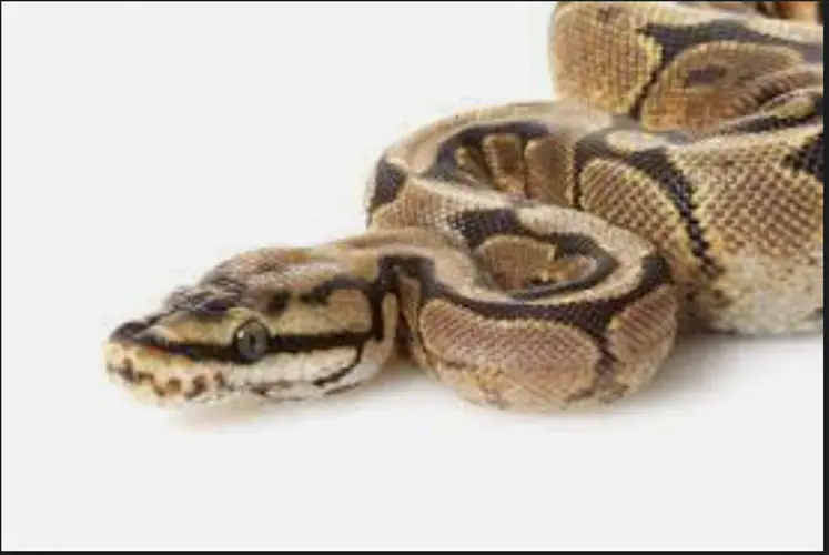 Sonic workers flee from large snake found behind fryer