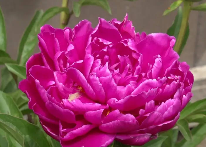Flowers and wine: Albion farm sets blooming goals