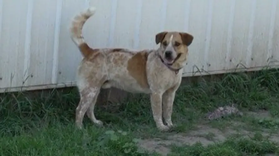 Sargent: The Pet of the Week