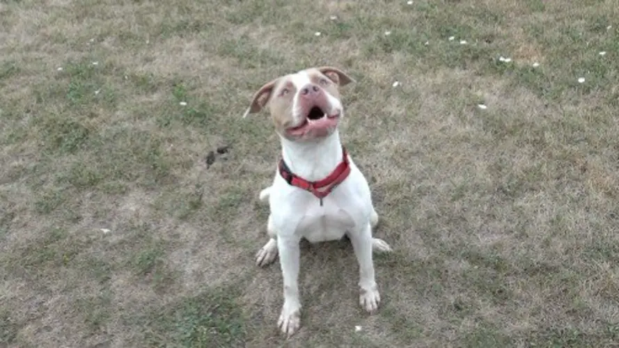 Lucy: The Pet of the Week