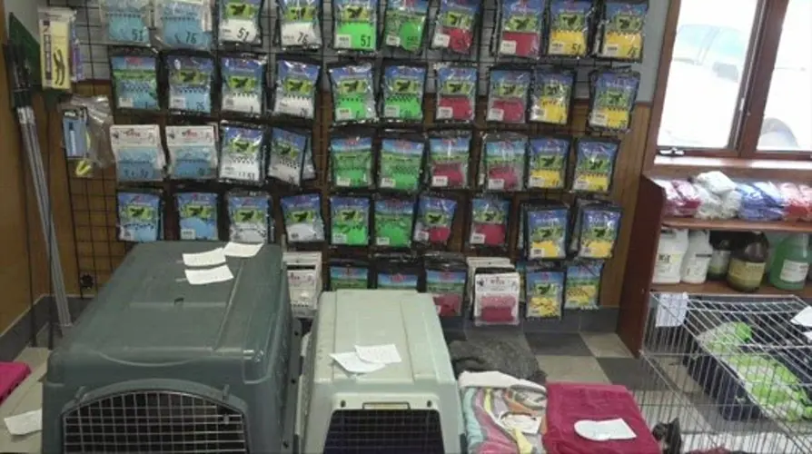 Local animal clinic gaining recognition for cat program