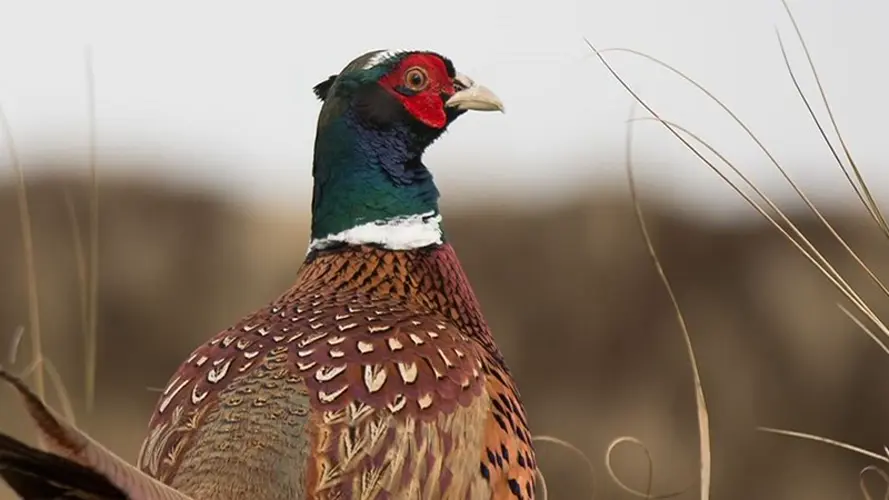 Proposal to help dwindling pheasant population panned as wrong solution