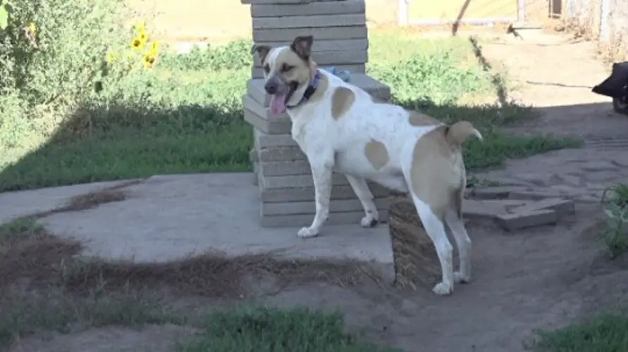 Crockett: The Pet of the Week