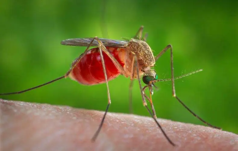 West Nile virus infected mosquitos spike in Nebraska