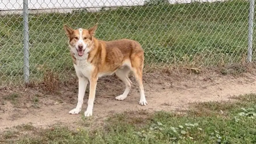 Angus: The Pet of the Week