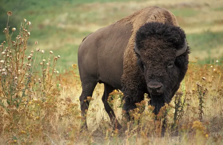 Bison return program is now helping Native American ranchers build herds