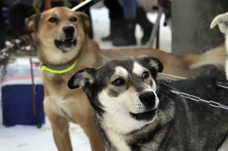 33 Iditarod sled dog race mushers to trek across Alaska