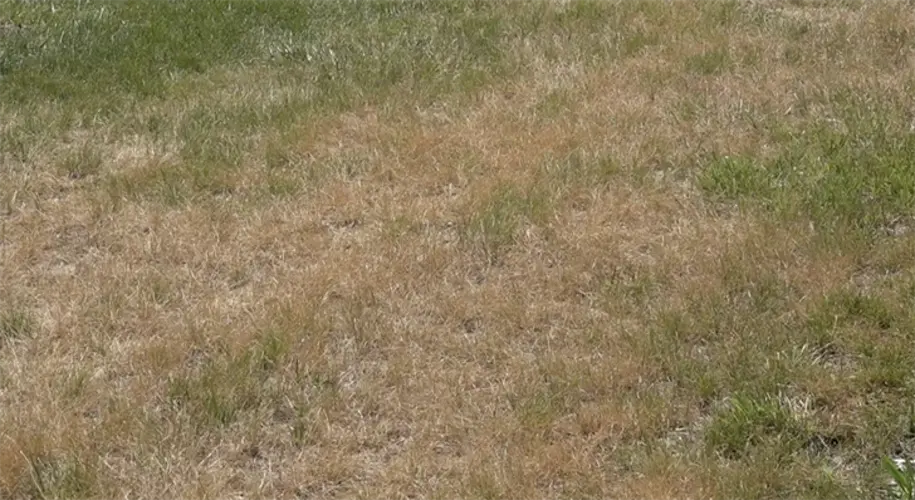 LENRD advising northeast Nebraskans how to battle dry conditions amid drought