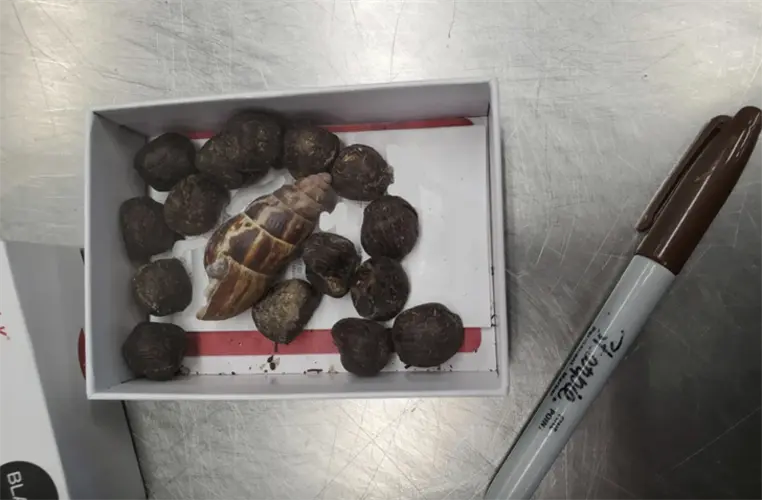 US Customs officials seize giraffe feces from woman at Minnesota airport