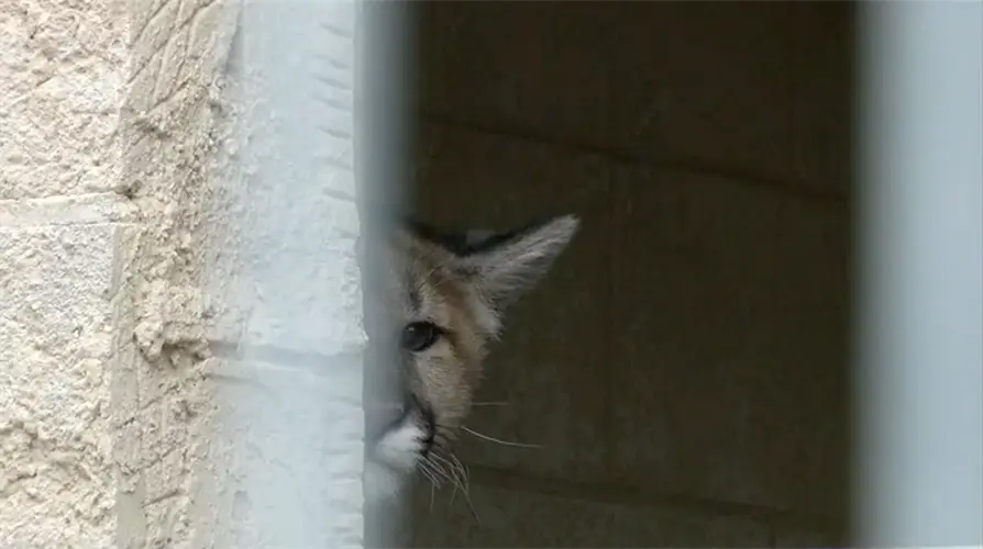 Riverside Discovery Center reveals new puma cub