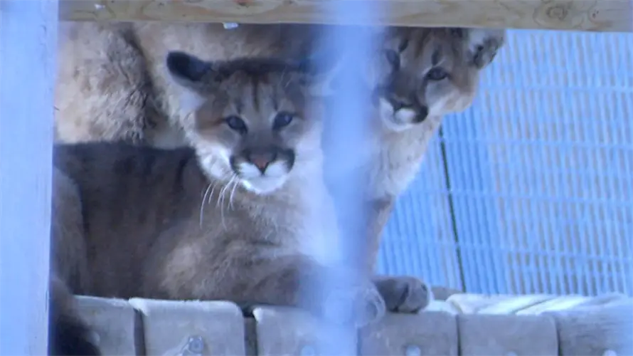 Riverside Discovery Center hosting naming contest for two puma cubs