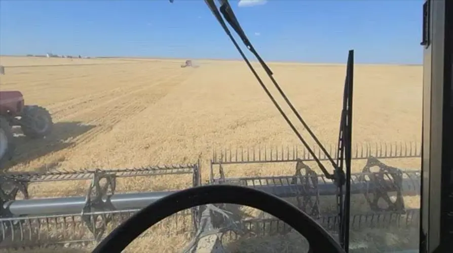 Farmers say this wheat season is discouraging