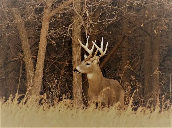 Hunting on state recreation areas begins Sept. 6