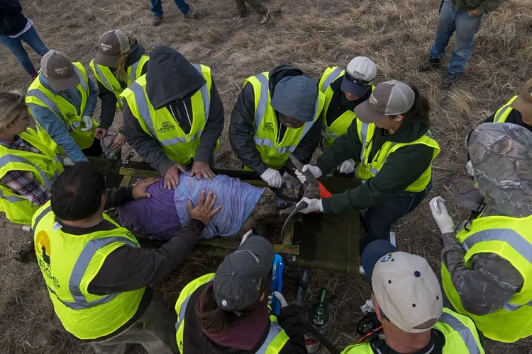New collars boost bighorn sheep monitoring efforts