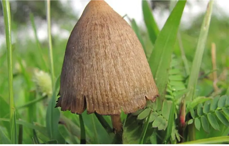 Regional reactions to Colorado legalizing mushrooms
