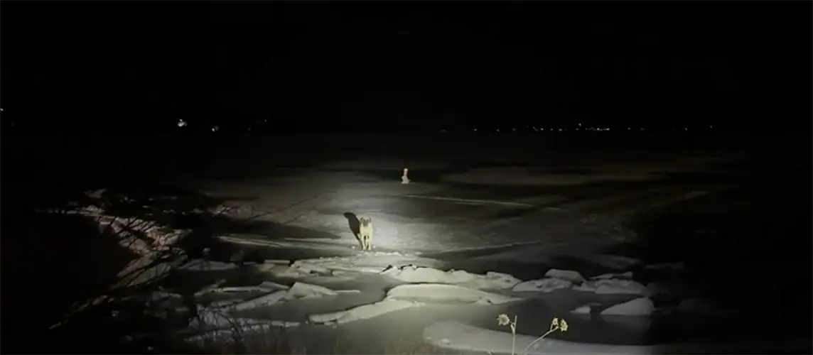 Dog rescued after stuck on frozen lake for four hours