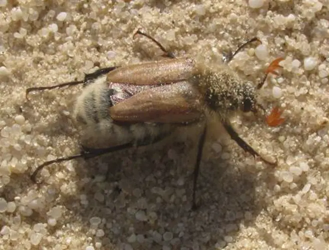 Chadron State professor discovers possible new species of bumble bee scarab beetle