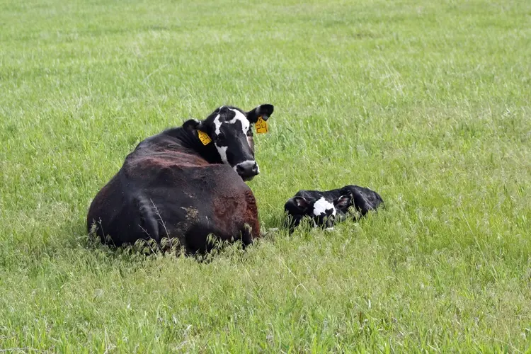 Nebraska Stocker/Yearling Tour features ranch near Harrison