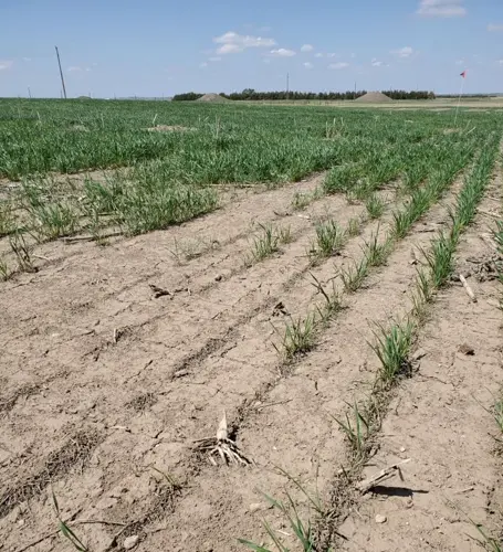 Western Nebraska Winter Wheat sees effects of tough winter