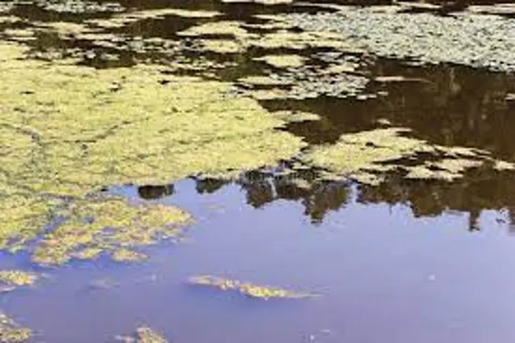 Health alert issued after harmful algal blooms detected at Swanson Reservoir in Hitchcock County