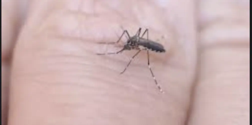 Panhandle mosquitoes test positive for West Nile virus