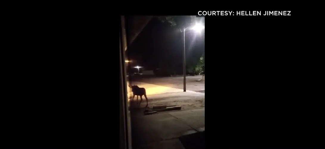 Scottsbluff, Gering moose sightings prompt warnings