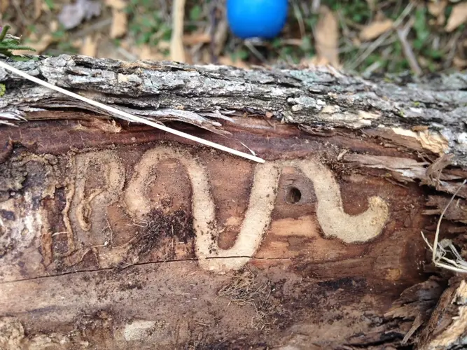 Emerald Ash Borer located in Lincoln County