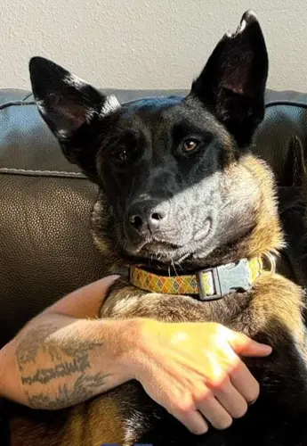 Kimball Police K9 fails certification, department seeks donations for replacement