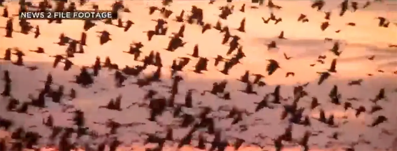 Sandhill Cranes return to Nebraska