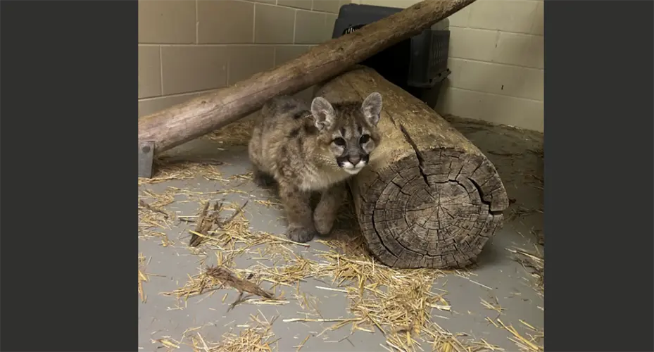 Mountain Lion cub relocated to Riverside Discovery Center