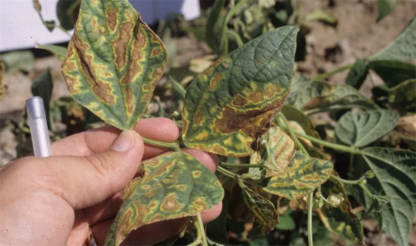 Bacterial diseases in dry beans in Nebraska: a potential problem