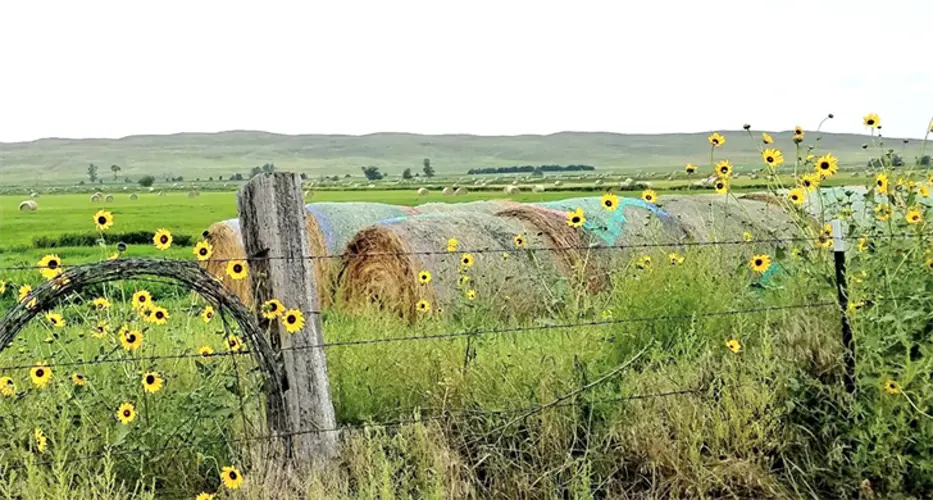 Beyond the Abstract: feed management with bale grazing