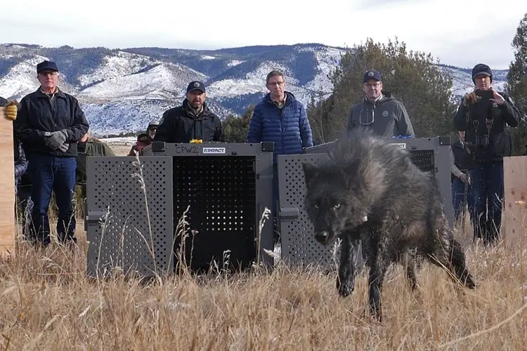 Trump administration tells Colorado wolves must come from U.S. Rockies states, not Canada