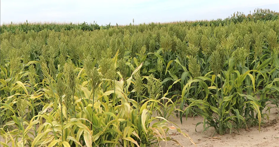 Direct grazing of standing milo with cows examined in webinar