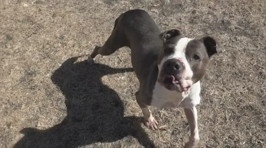 Parker: The Pet of the Week
