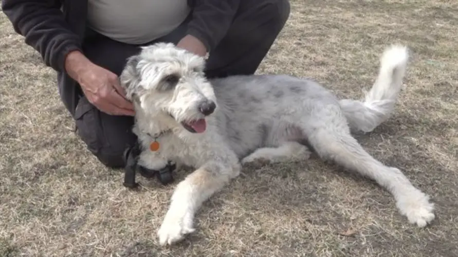 Oliver: The Pet of the Week