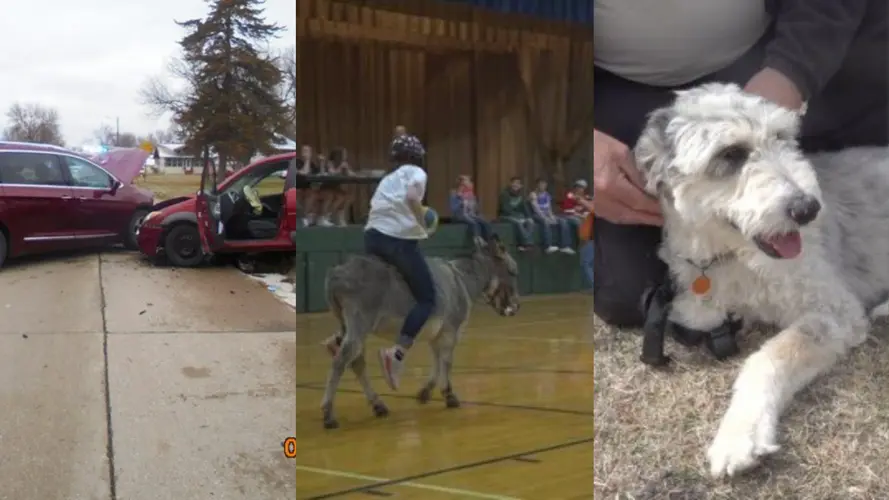 Baby giraffes, donkey basketball, and more: All of the biggest stories from across Nebraska