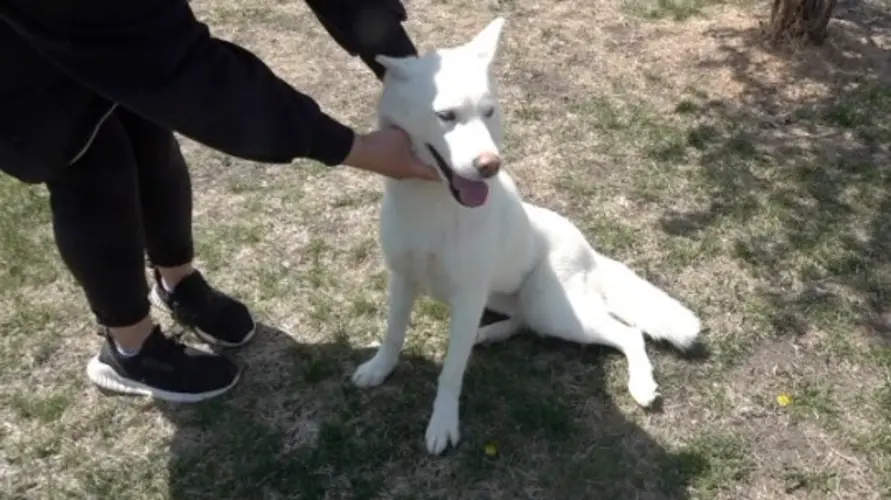 Pinky: The Pet of the Week