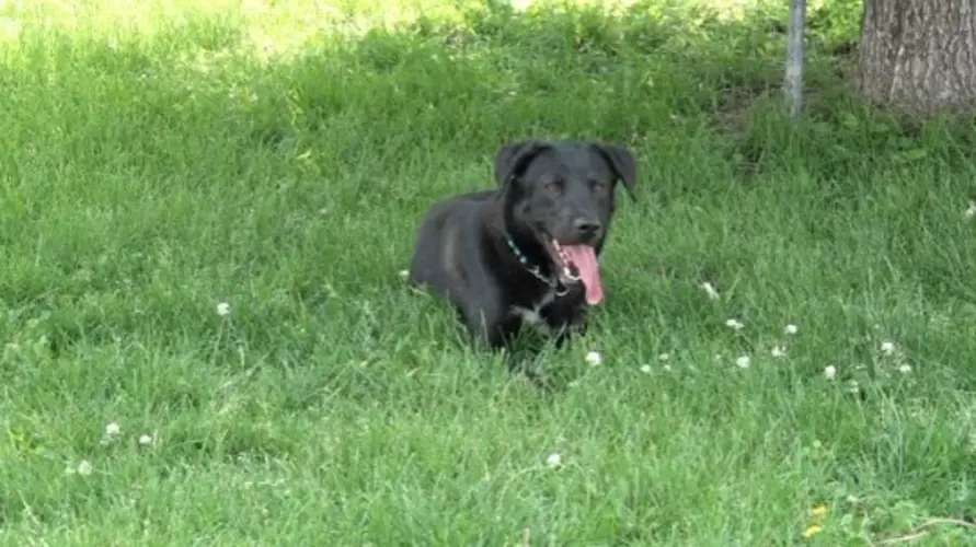 Anise: The Pet of the Week
