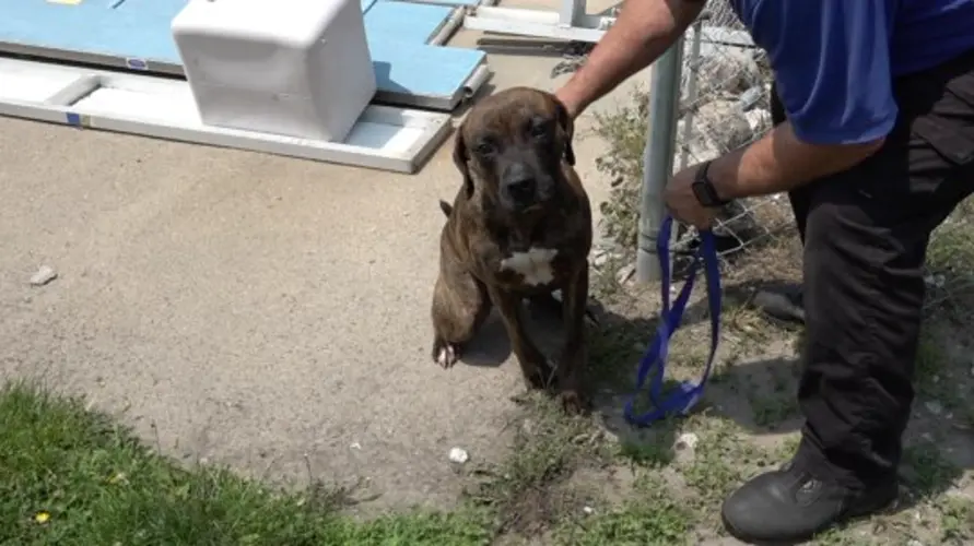 Dizzy: The Pet of the Week